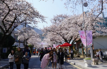 "반갑다 봄"…통영서 4년만에 '봉숫골 꽃나들이 축제'