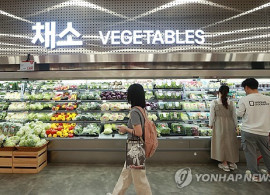 "양배추 도매가 1년 전의 두배"…이달까지 채소 비싸다